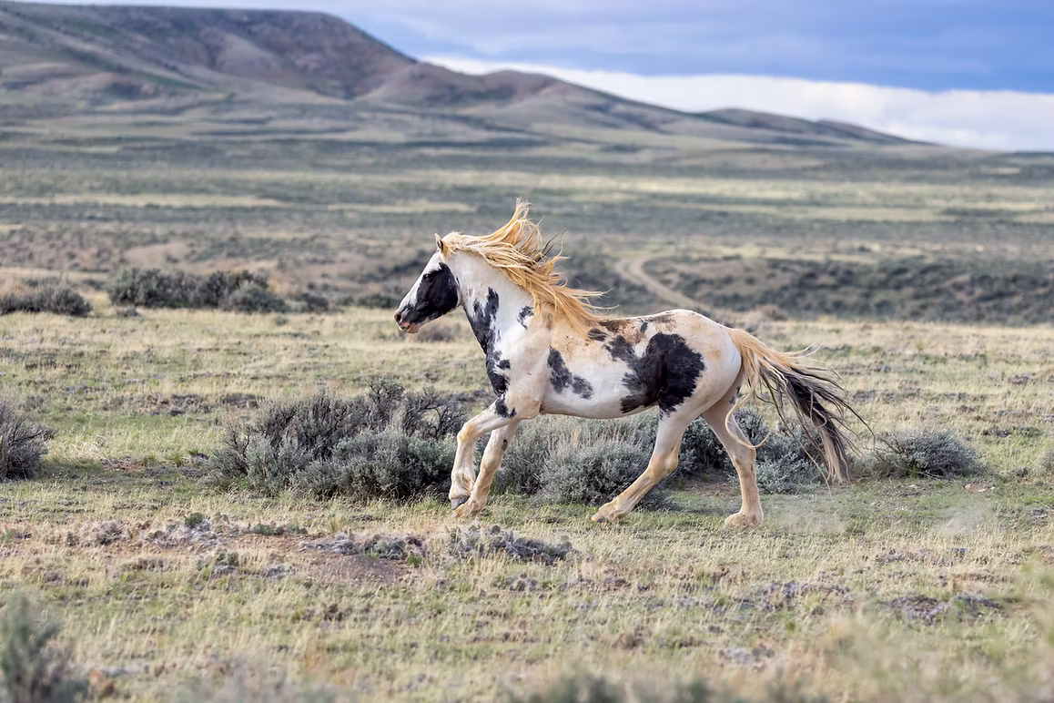 Wild Horses
