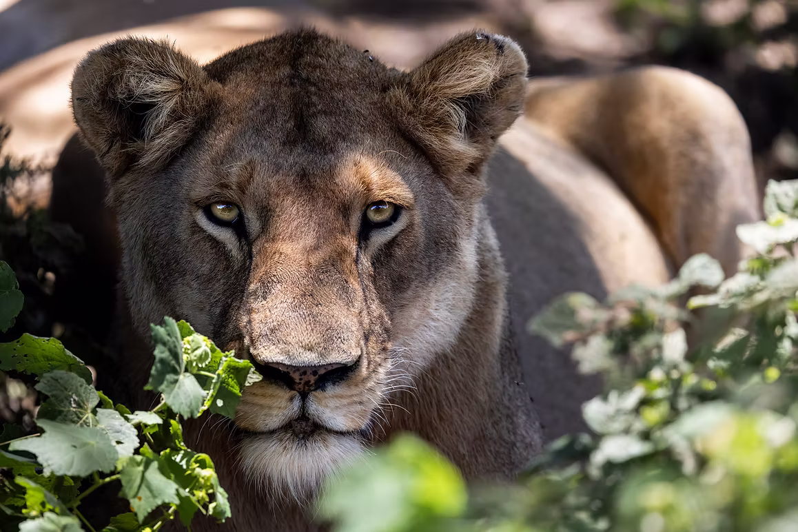African Wildlife