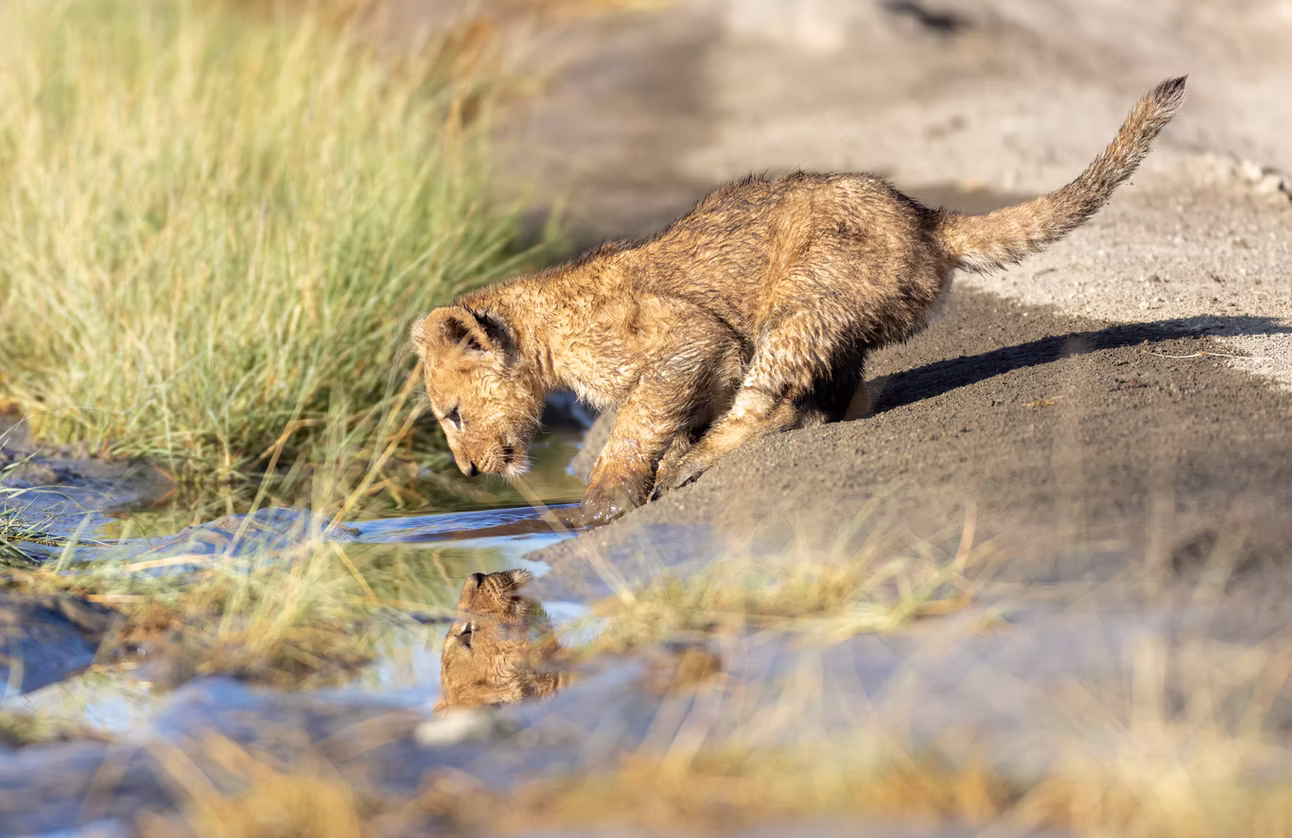 Photo 2 | african wildlife