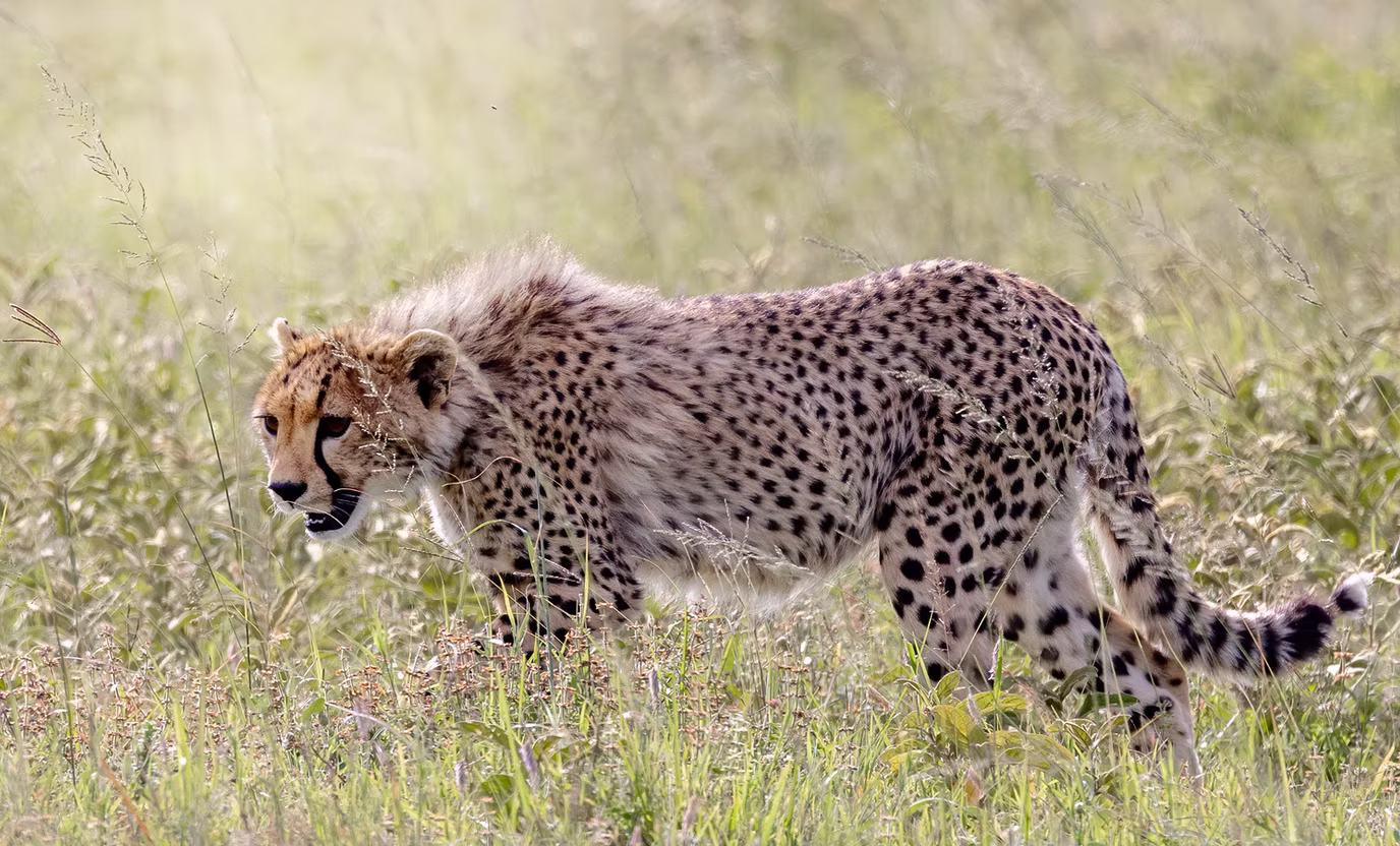 Photo 4 | african wildlife