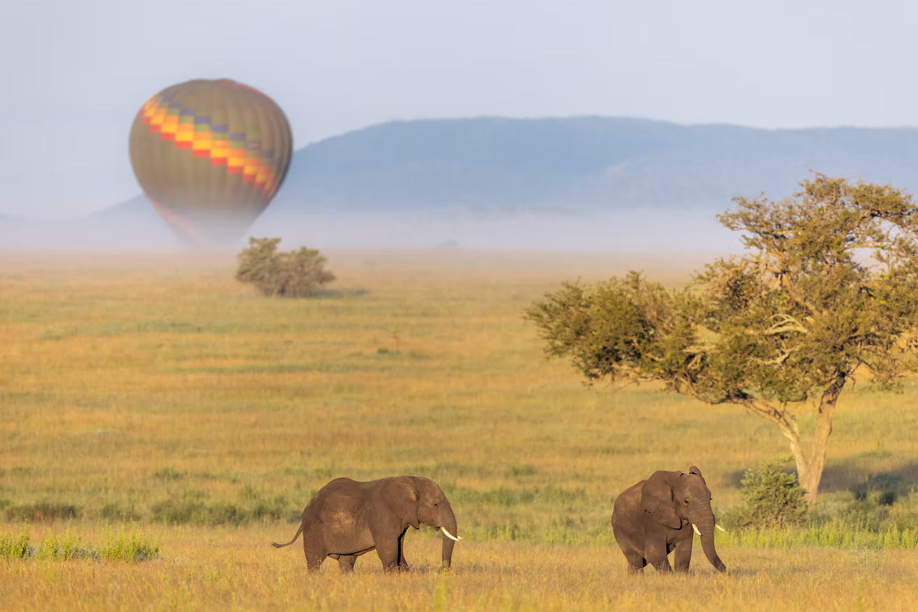 Photo 6 | african wildlife