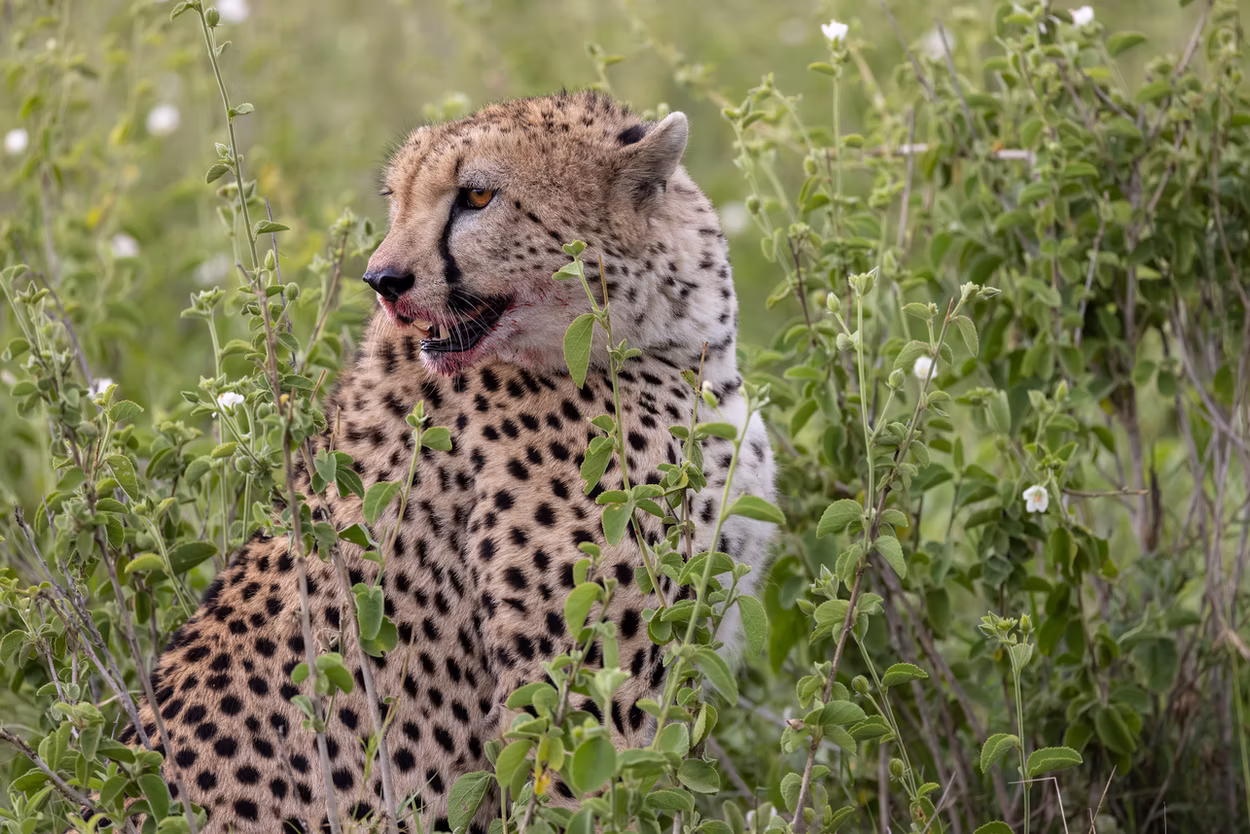 Photo 8 | african wildlife