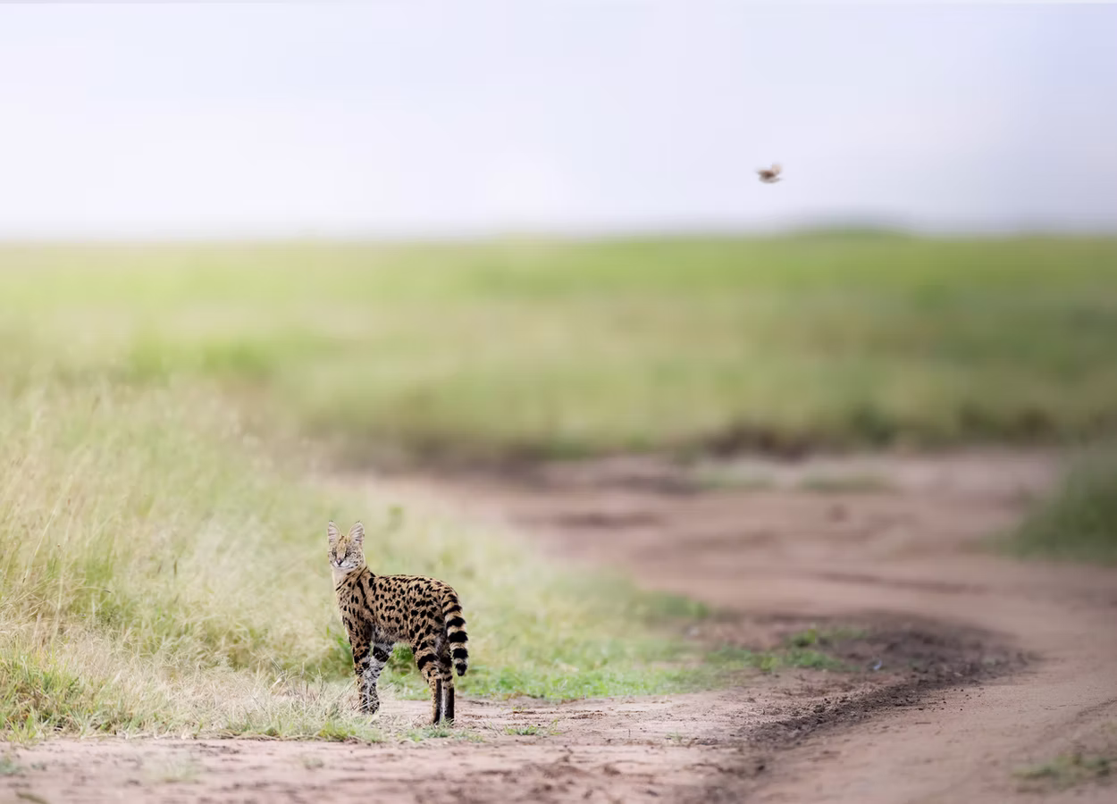 Photo 9 | african wildlife