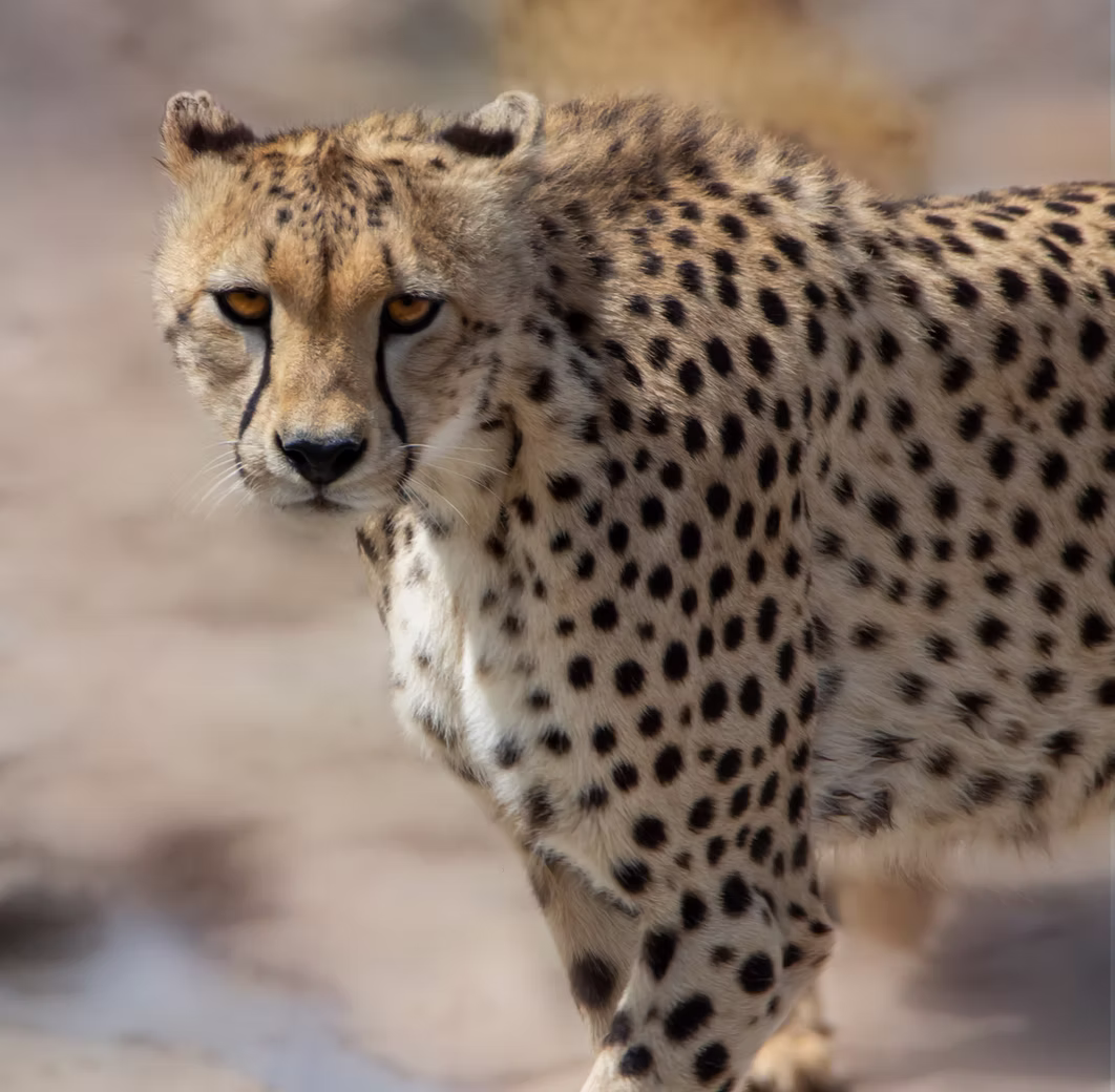 Photo 10 | african wildlife
