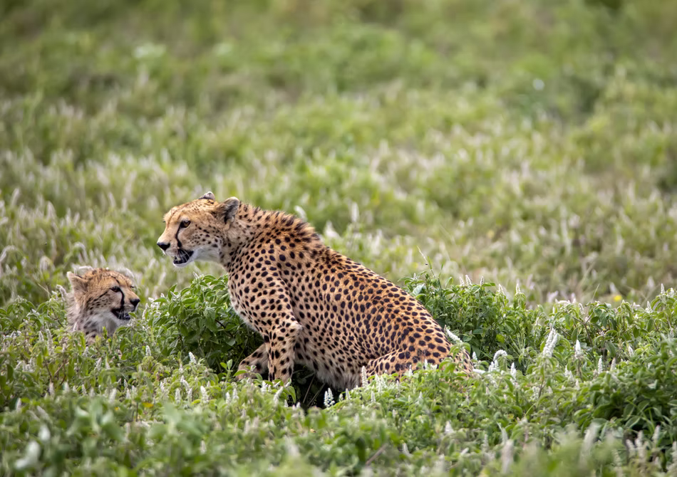 Photo 13 | african wildlife