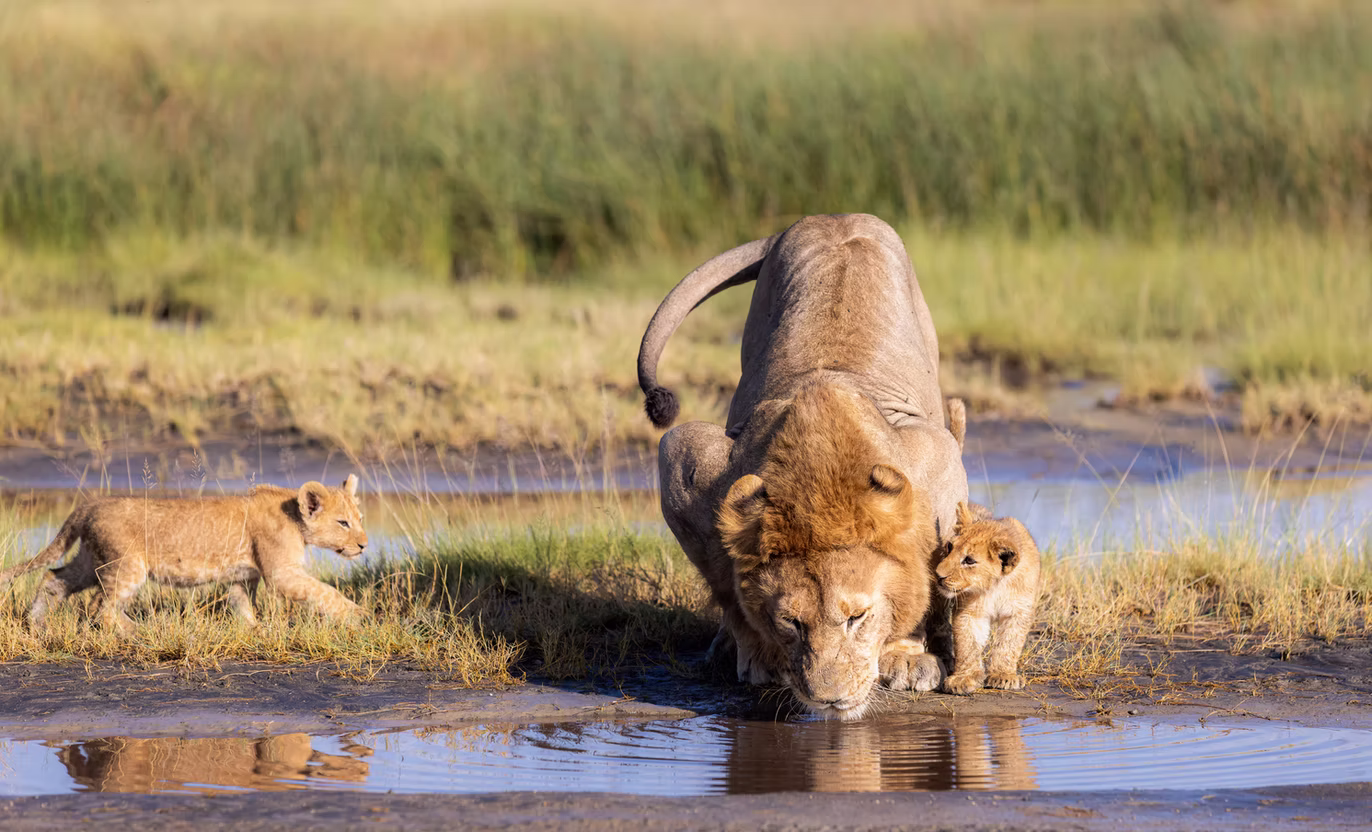Photo 17 | african wildlife