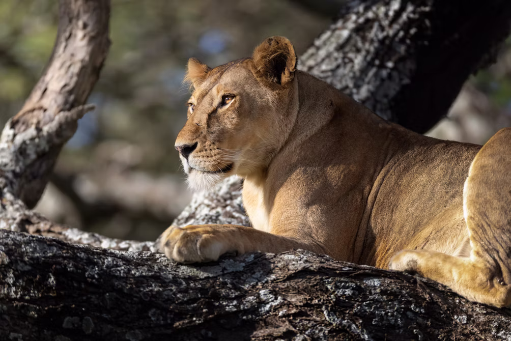Photo 18 | african wildlife