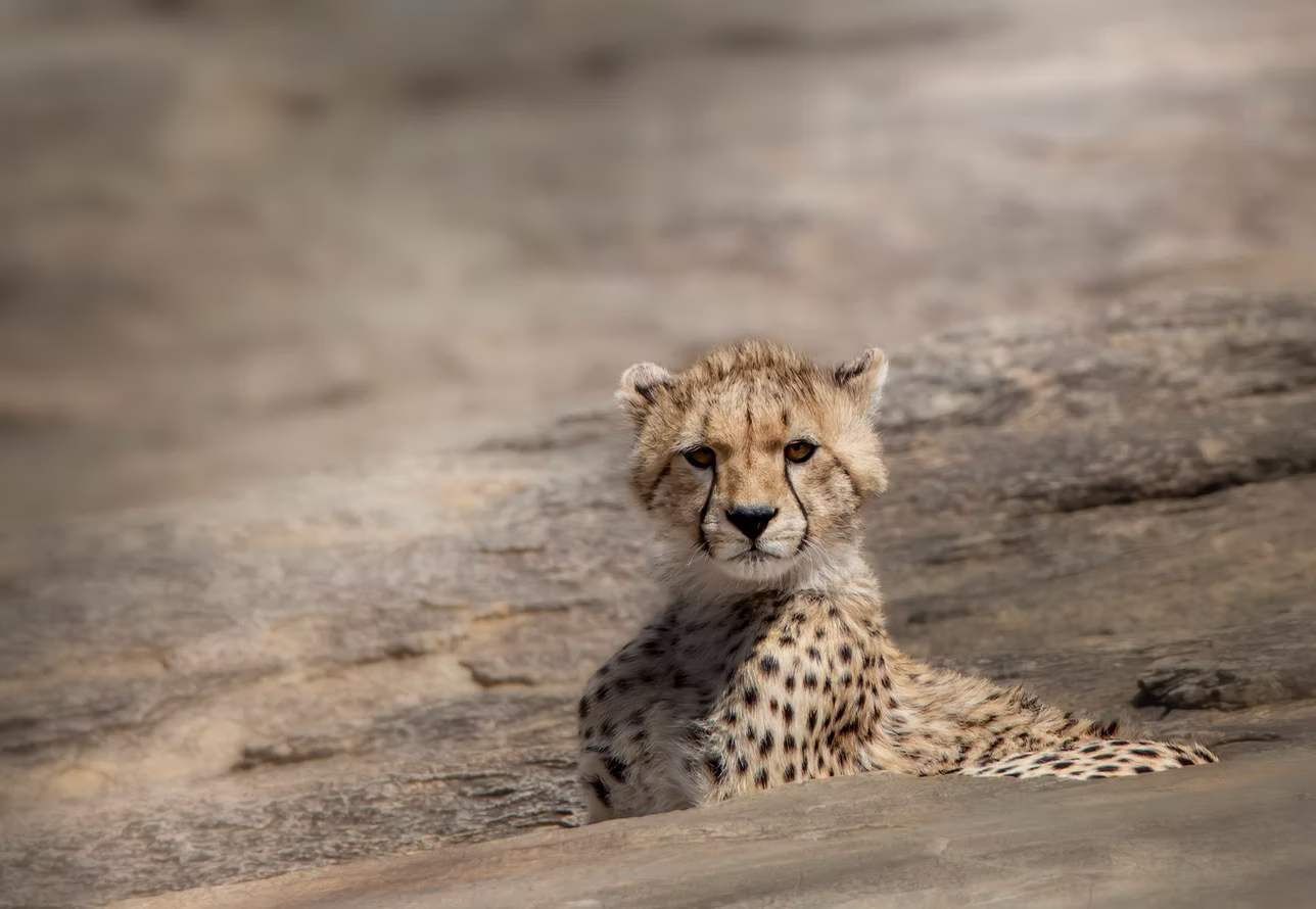 Photo 22 | african wildlife