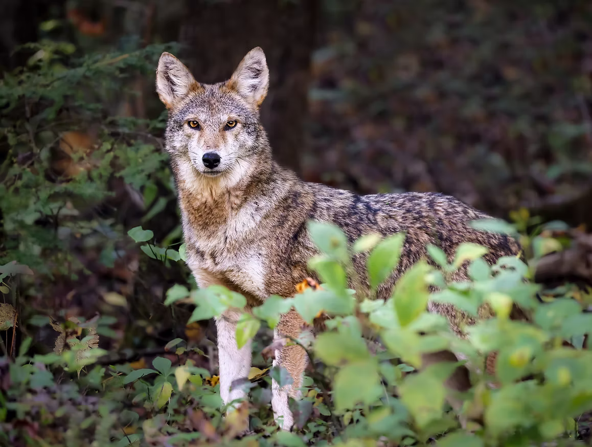 US Wildlife