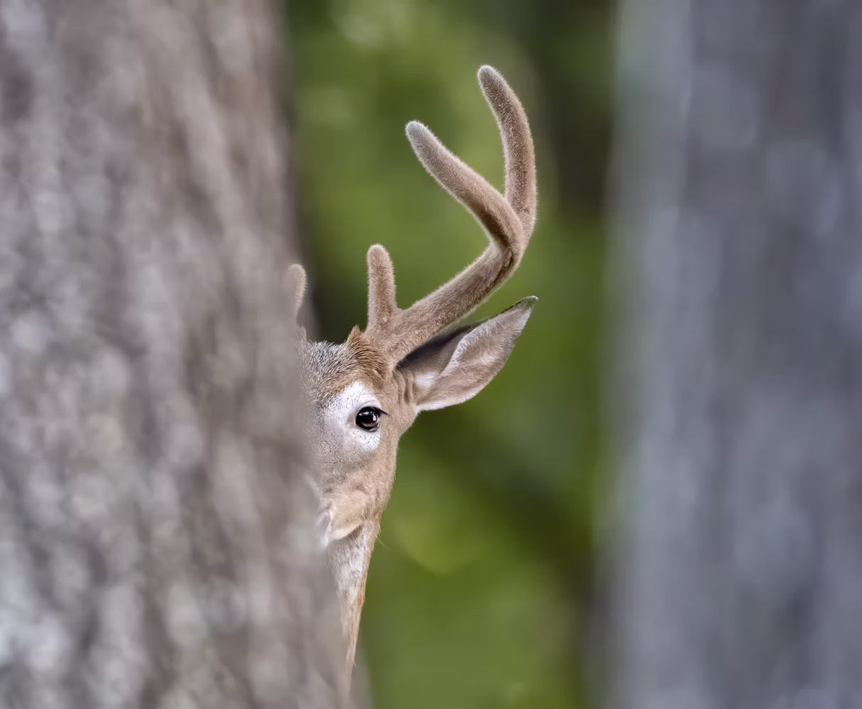 Photo 10 | us wildlife