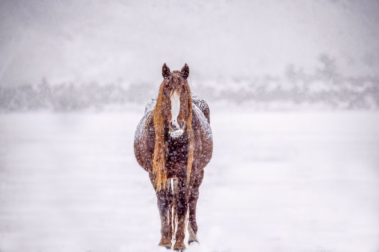 Photo 1 | wild horses
