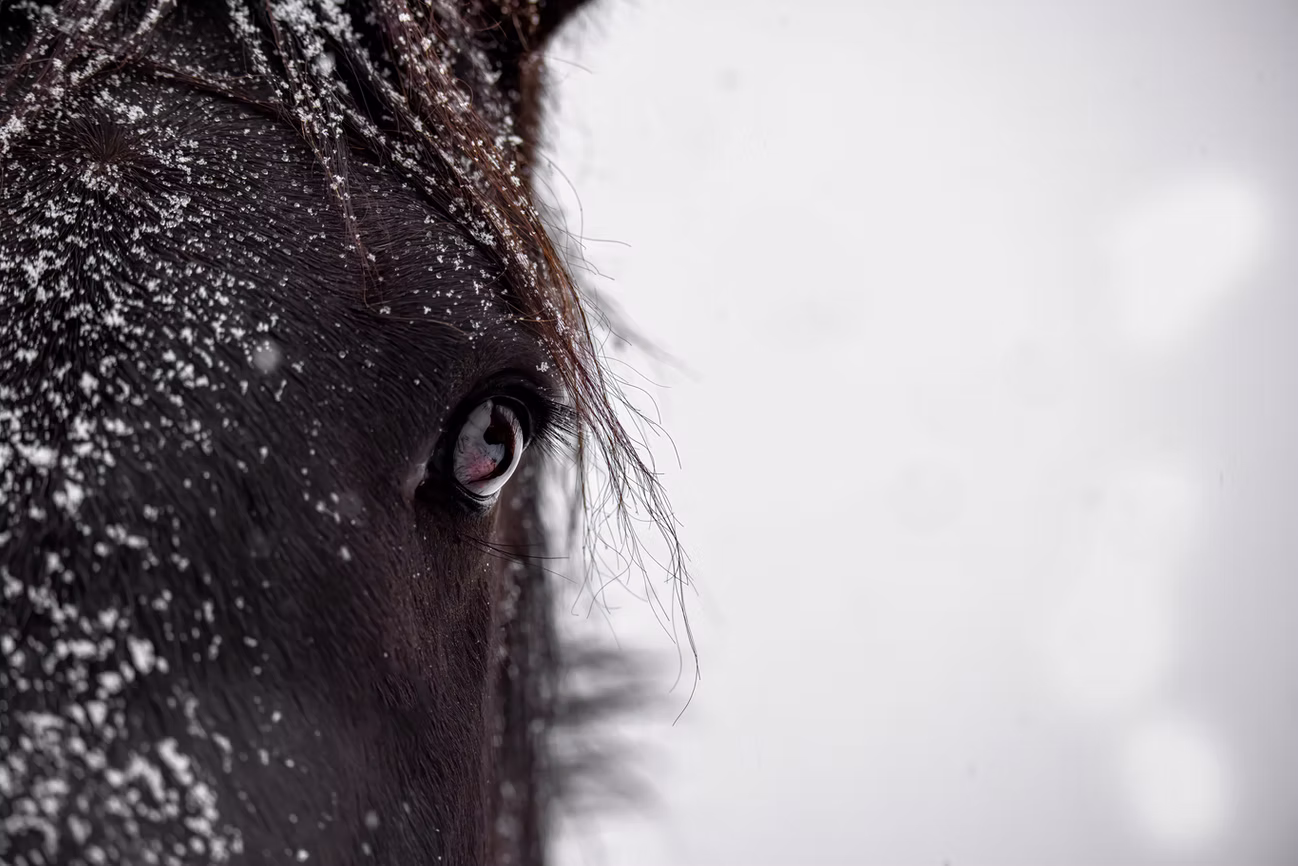 Photo 5 | wild horses