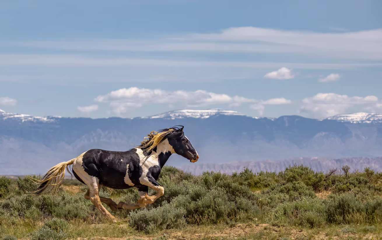 Photo 9 | wild horses