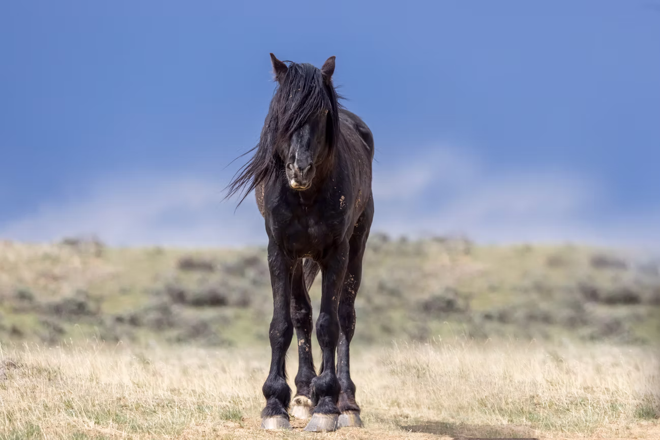 Photo 12 | wild horses