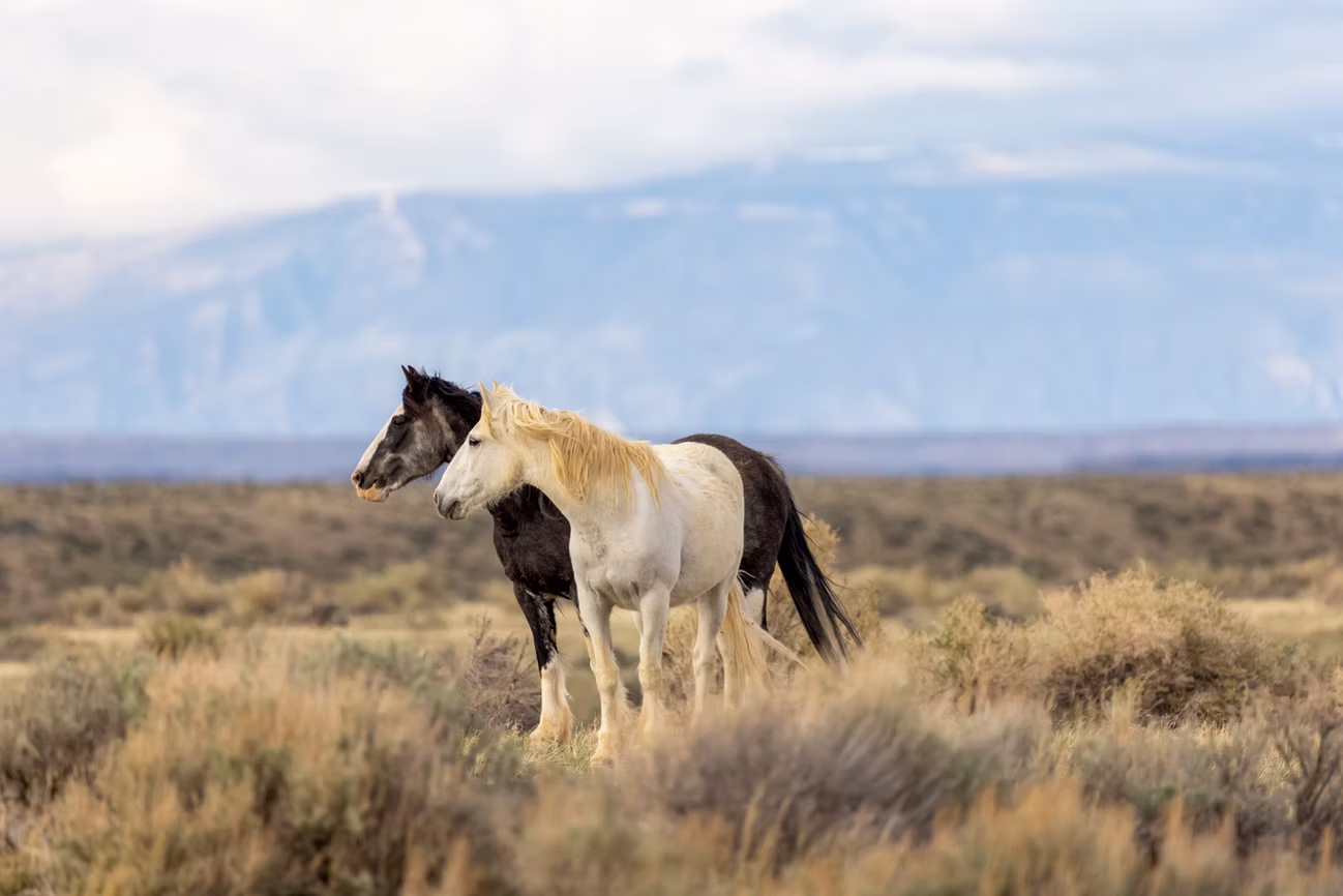 Photo 15 | wild horses
