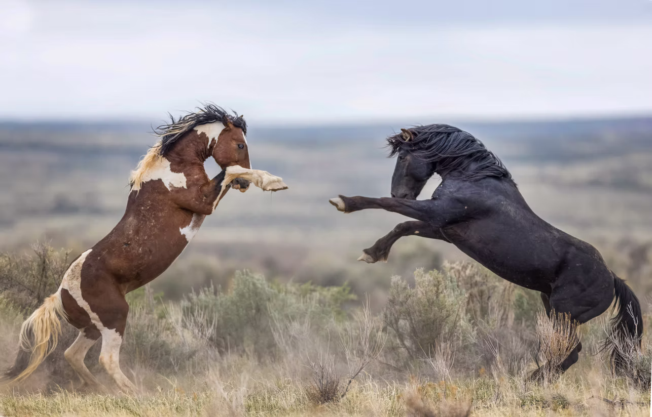 Photo 16 | wild horses